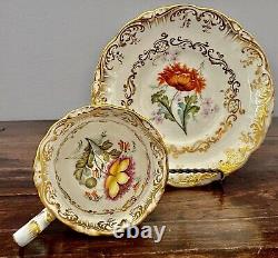 Antique Coalport Cup & Saucer Botanical HP Meissen Kpm Style