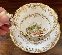 Antique Coalport Cup & Saucer Botanical HP Meissen Kpm Style