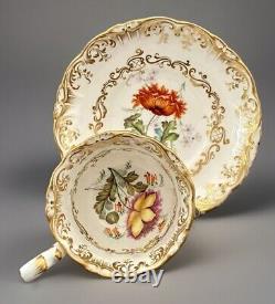 Antique Coalport Cup & Saucer Botanical HP Meissen Kpm Style