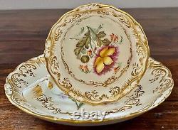 Antique Coalport Cup & Saucer Botanical HP Meissen Kpm Style