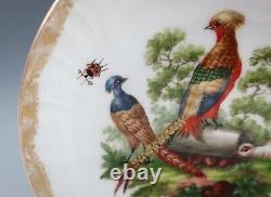 Antique KPM Berlin Cup & Saucer Birds Insects Gold 19th C. German Porcelain #B