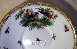 Antique Richard Klemm Porcelain Cup & Saucer Exotic Birds Insects Hand Painted c